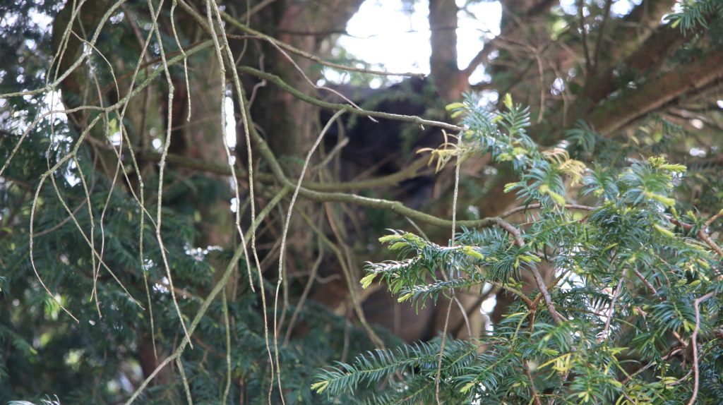 In Mönchengladbach saß wochenlang ein Toter im Baum