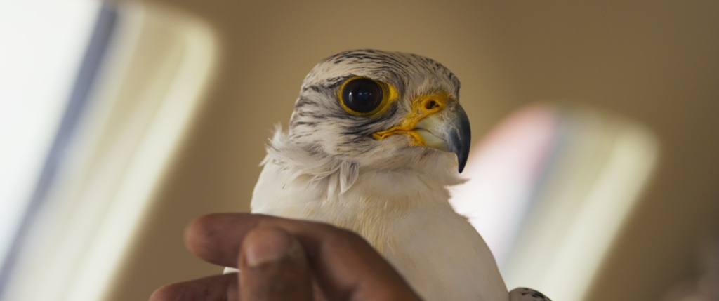 Two Words: Qatari Falconry. Two More Words: F*cking Surreal.