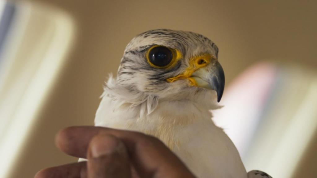 Two Words: Qatari Falconry. Two More Words: So Surreal.