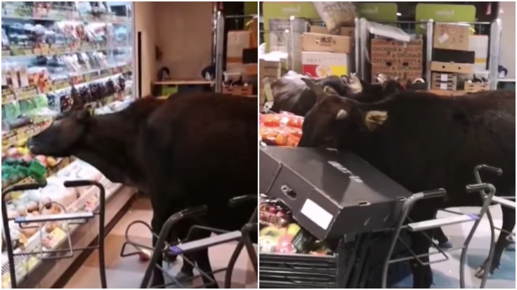 Assista uma gangue de vacas invadir um mercado e comer todos os vegetais