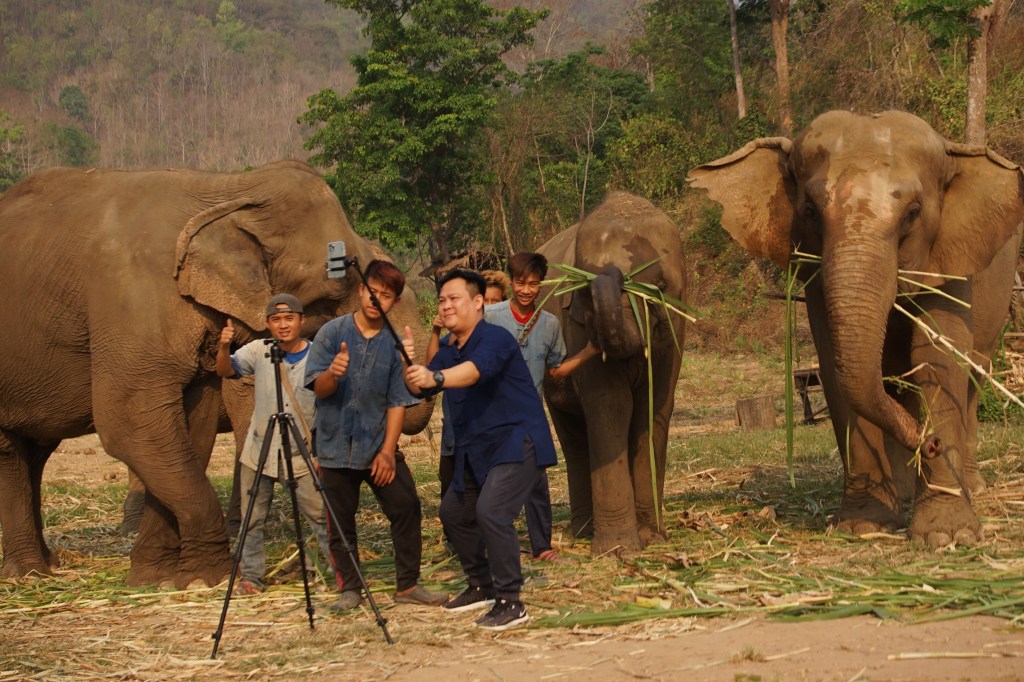 I Had a Zoom Call With an Elephant and It Was Strangely Reassuring