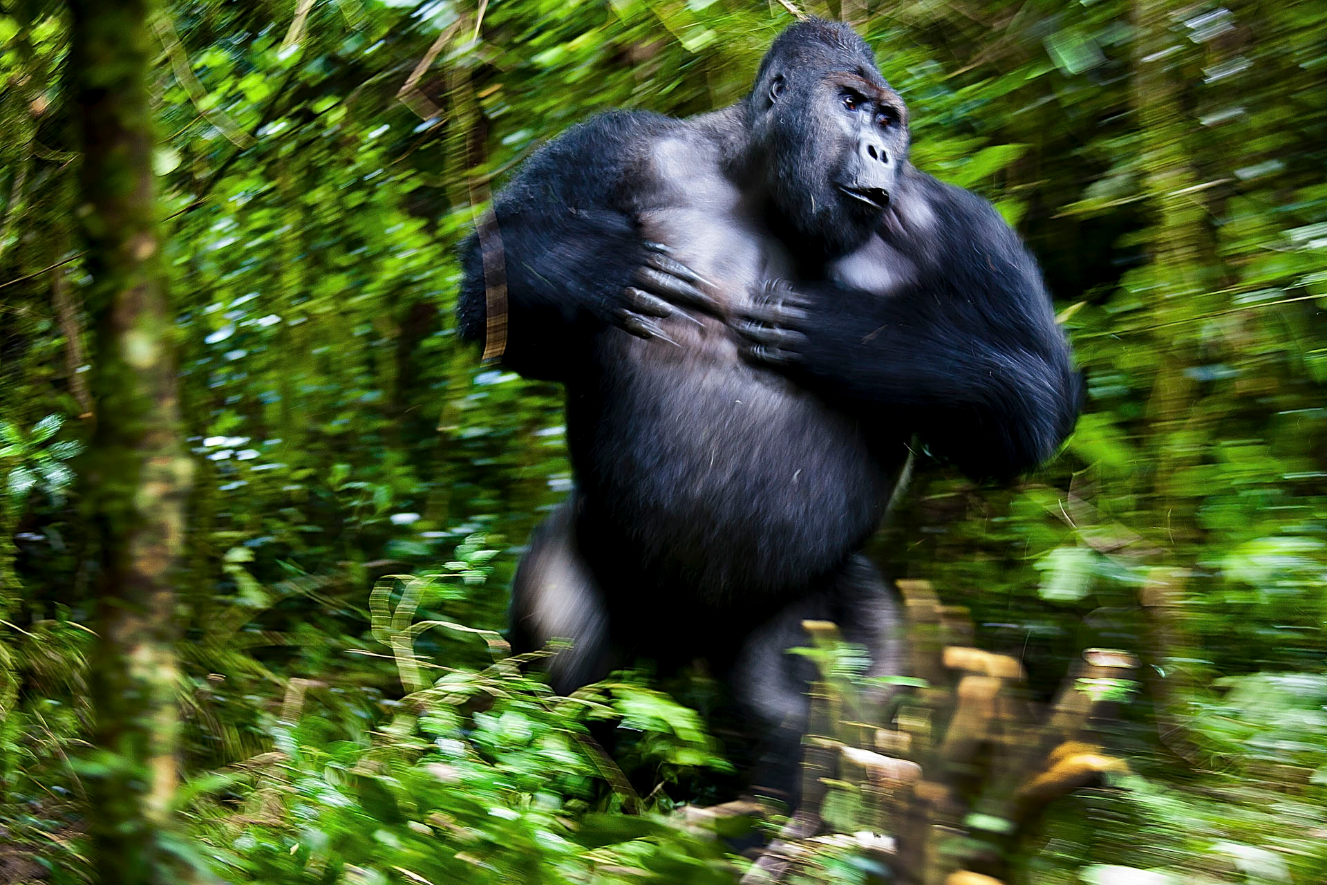 Ein riesiger Gorilla trommelt sich im Dickicht des Dschungels auf die Brust