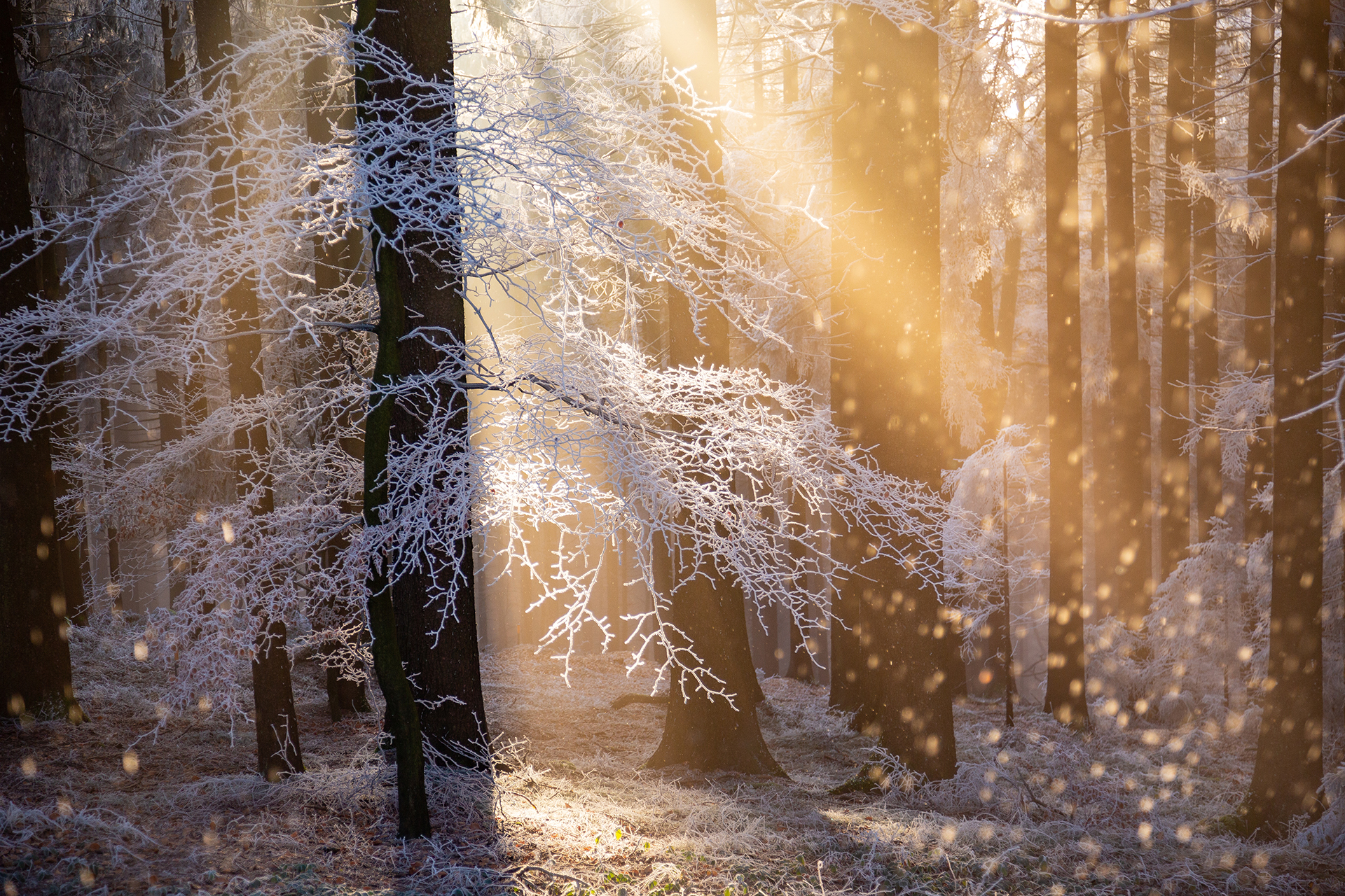Ein verschneiter, zugefrorener Wald wird von hellen Sonnenstrahlen durchbrochen