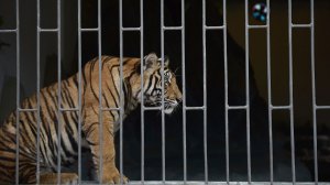 tigru comandat online animale disparitie internet comert online ilegal