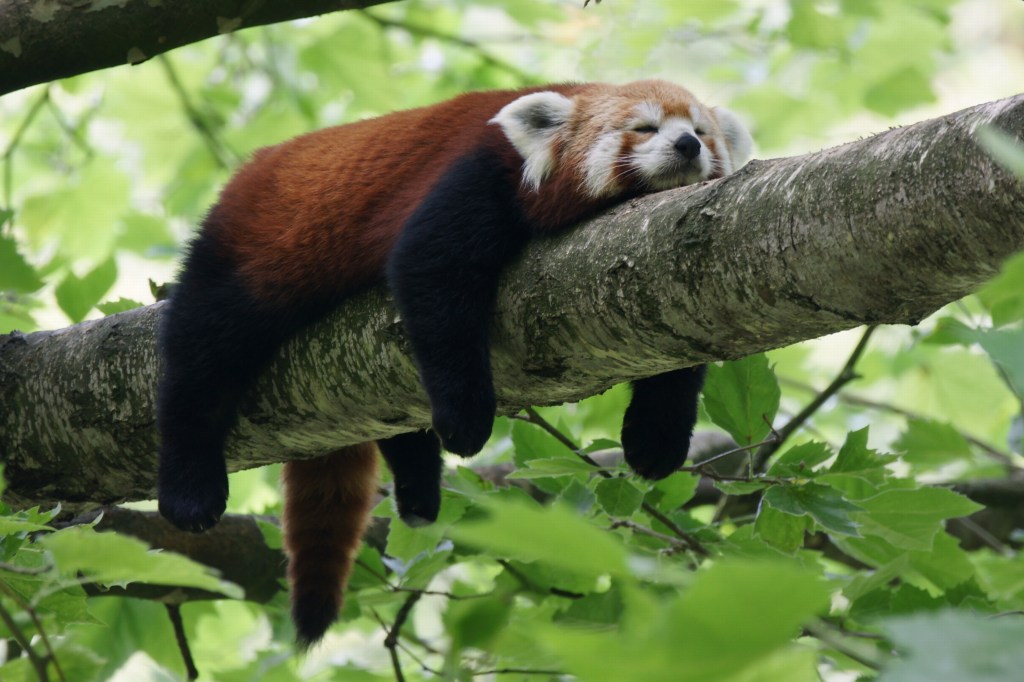 Do Animals Dream?