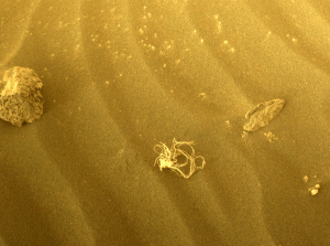Gambar objek mirip rumput liar di Mars. Foto: NASA/JPL-Caltech