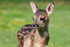 fawn