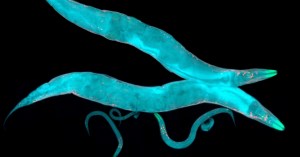 watch-worms-build-living-towers-with-their-bodies-to-survive-in-the-wild